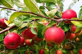 خرید و قیمت سیب خشک پفکی با شرایط فوق العاده